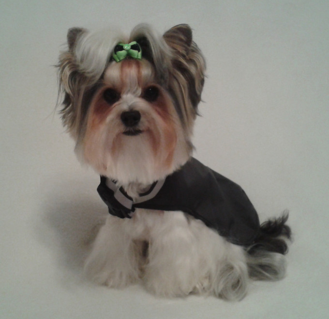 Hunde Regencape, Regenanzug Hunde, Regenweste für Hunde, Hunde