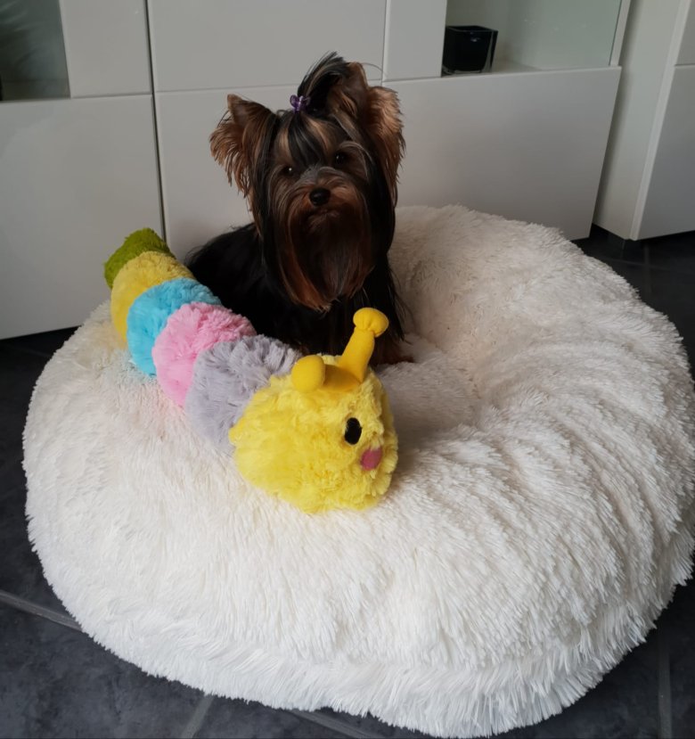 Donut Kissen Hund