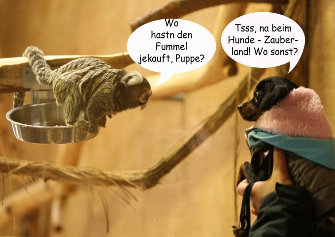Jolo im Zoo